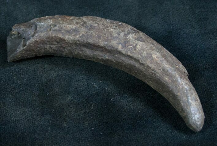 Fossil Sperm Whale Tooth - Georgia #7797